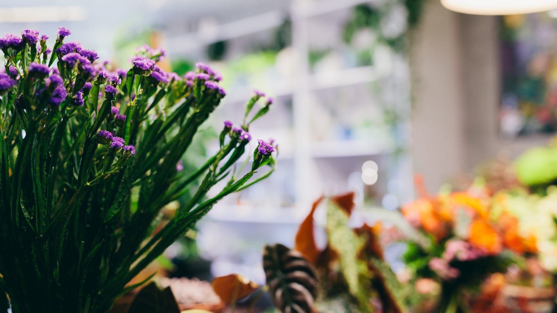 Flowers and plants in florist shop